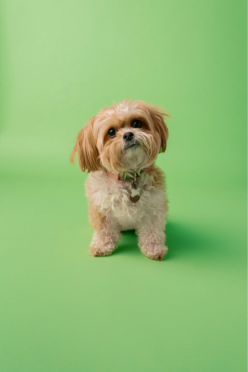 Shih Tzu